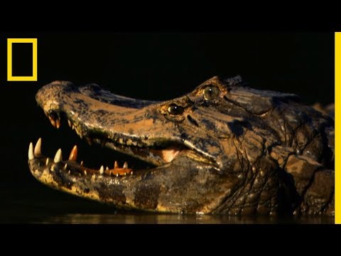 Un jaguar tend un piège à un crocodile