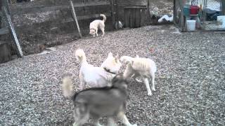 preview picture of video 'Tart, big sled dog, her daily greeting to Pema'