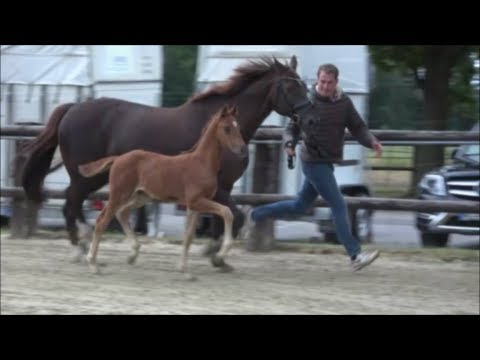 *2019 Hengst von Sezuan's Donnerhall - Brentano II SOLD!!!