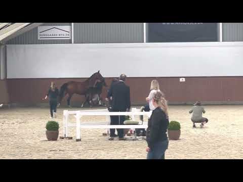 HP Truffle (Total Hope x Furst Romancier x Sir Donnerhal)