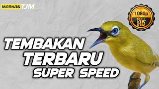Download lagu 🔴 LIVE Masteran Pleci Terbaru Tembakan Super Speed Mewah !!! mp3