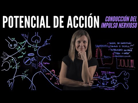 🚄POTENCIAL DE ACCIÓN🧠
