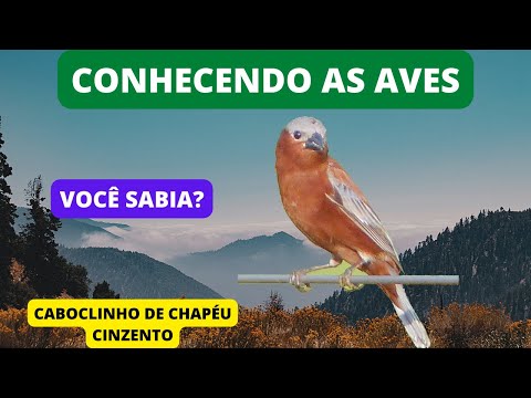 Kňažík škoricový (Sporophila cinnamomea) — spev a hlas v prírode
