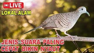 Download lagu Perkutut Lokal Gacor dari alam liar bikin gacor yang malas BUNYI mp3
