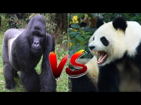 GORILLA VS PANDA- KONG VS PO