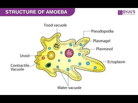 Evolution is Impossible, Part 16 , with Dr Richard Kent. Amoebas are NOT simple life forms!