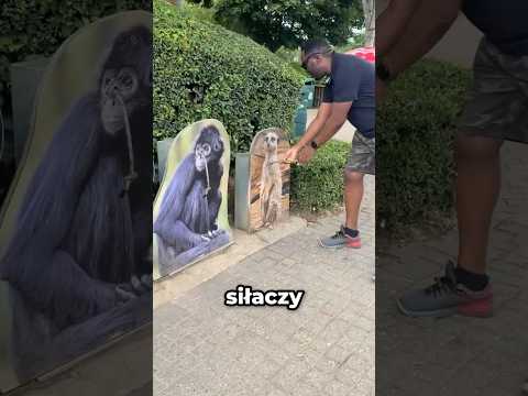 Ta Atrakcja Pokazuje Prawdziwą Siłę!🤯