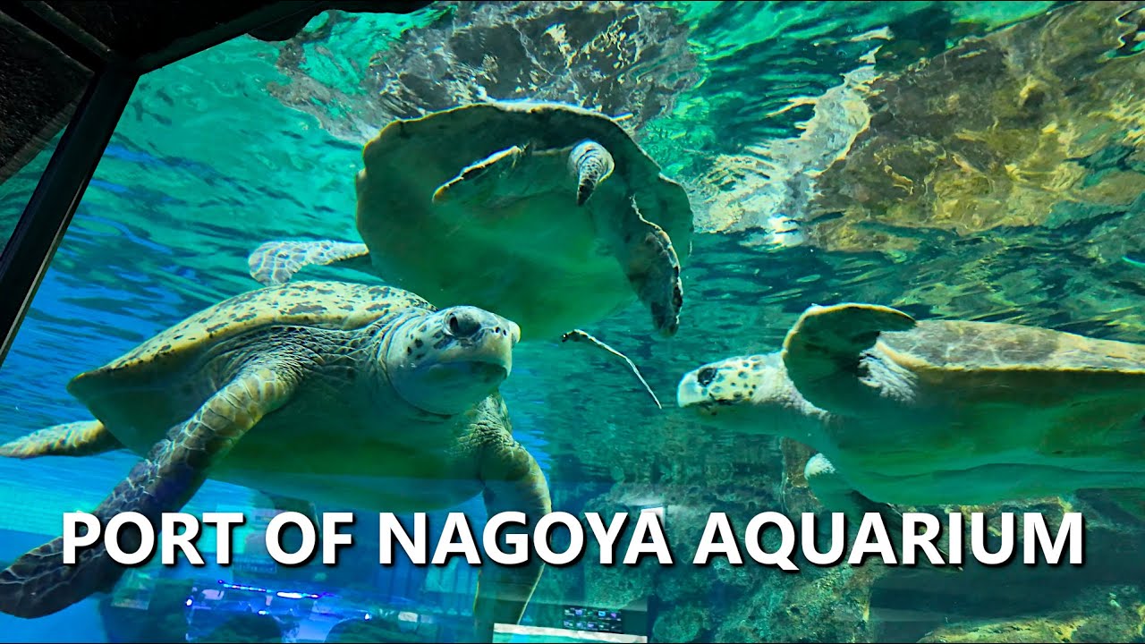 Embark on a captivating walking tour through Nagoya Port Aquarium.