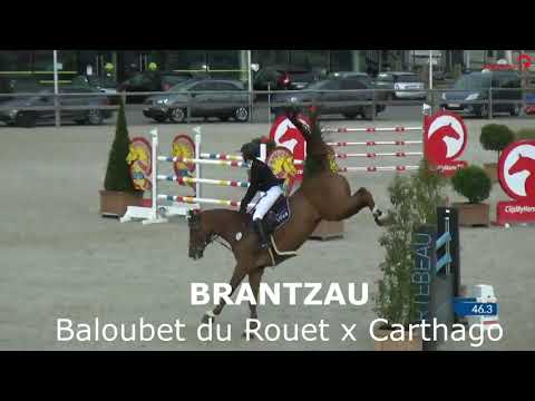 Brantzau VDL (Balooubet du Rouet x Carthago x Coriander)