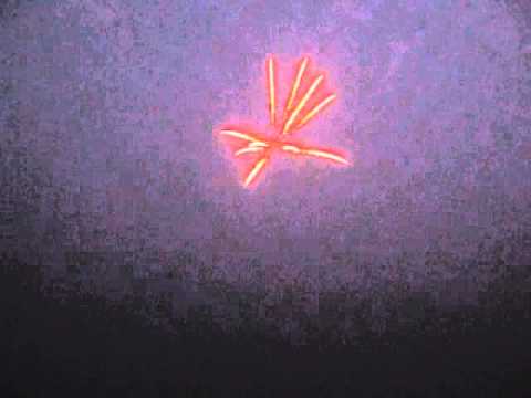 #22 3inch 兰铁树 Blue Cycas