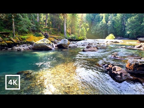4K Golden Hour Sunrise | Relaxing Nature Scene | Forest River Nature Sounds for Sleep | White Noise