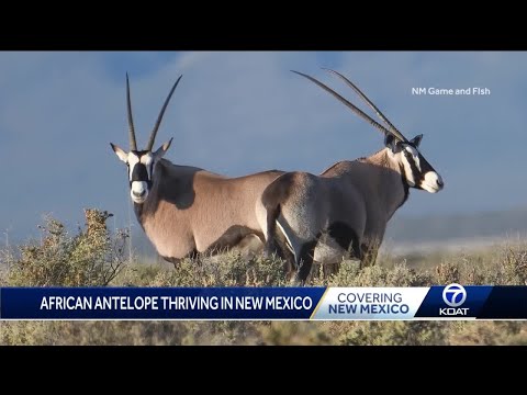 Celebrate New Mexico: The Oryx