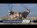 Celebrate New Mexico The Oryx