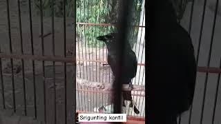 Download lagu pancingan srigunting kantil part 2 #srigunting #burungmerdu #burung #birds #kicaumania mp3