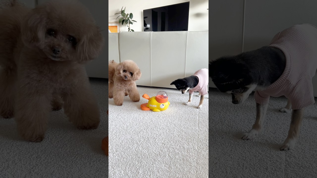 2人でやるとこうなる〜😅#dog