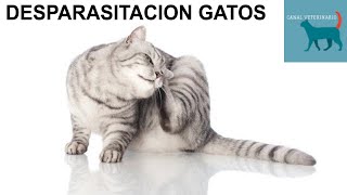 Desparasitación interna y externa en gatos