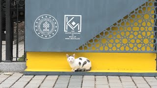 ニャンコ紀行〜イスタンブールその1