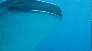 preview picture of video 'Whale shark crash'