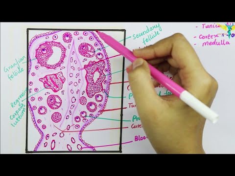 Histology of Ovary