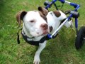 dog wheelchairs
