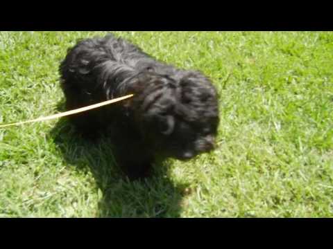 Eclipse, an adopted West Highland White Terrier / Westie & Poodle Mix in Houston, TX_image-1