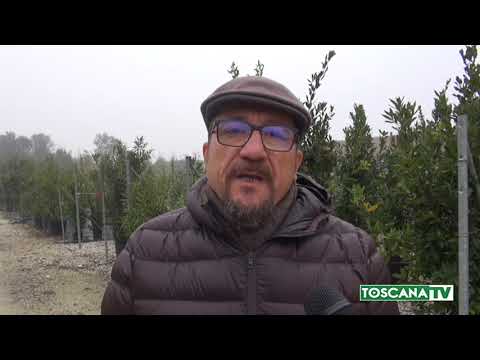 2018-12-05 PISTOIA - FURTI VIVAI, MIGLIAIA PIANTE IN POCHI GIORNI