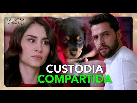 Alma y Diego comparten la CUSTODIA de su PERRHIJO tras el DIVORCIO | UN SUEÑO DE DOS 3/4 | LRDG