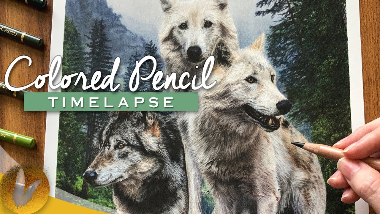 realistic wolves colored pencil drawing by jessica matheney