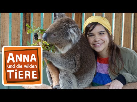Voll süß Koala! | Reportage für Kinder | Anna und die wilden Tiere