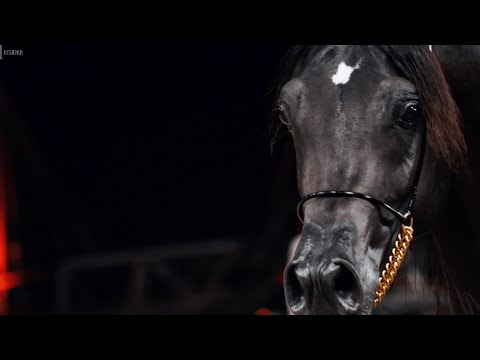 D K'HAILAN - Junior Colt Contender, KIAHF 2023 Peninsula Show