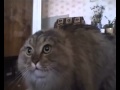 Cat Rock 
