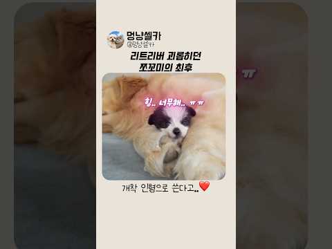 하루 종일 리트리버만 괴롭히던 쪼꼬미의 최후