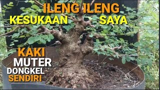 Download lagu Bonsai ileng Ileng kaki Muter terbaik mp3 Download lagu Bonsai ileng Ileng kaki Muter terbaik mp3