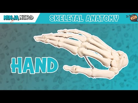 Hand Anatomy | Bones of the Hand