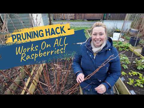 Raspberry Pruning Hack - How To Prune Raspberries Perfectly