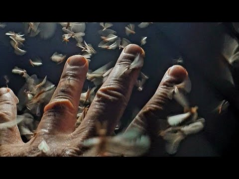 Sri Lanka,ශ්‍රී ලංකා,Ceylon,SubterraneanTermite Alates Swarming,Infestation