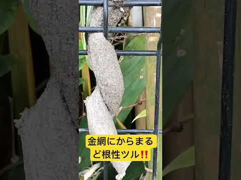 壁を覆うつる性植物: どの種を選ぶべきですか?  庭園