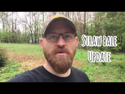 Day 7 straw bale garden update