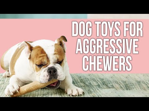 5 Best Safe Dog Toys for Aggressive Chewers