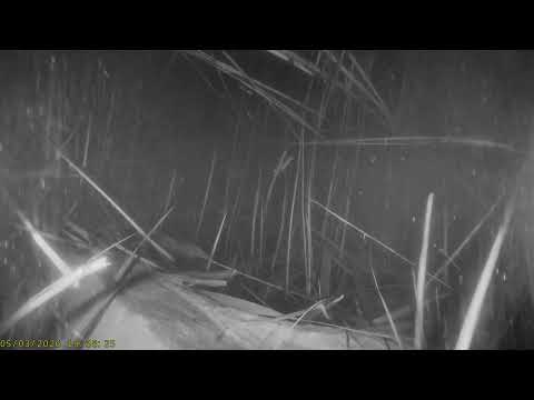 Warnham LNR: Pond Camera☀️05/03/26