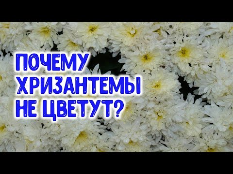 , title : 'Почему хризантемы не цветут? Что нужно обязательно знать о хризантемах?'