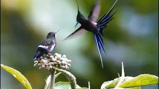 Ai que saudade d&#39;ocê - Geraldo Azevedo (ao vivo)
