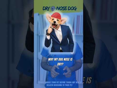 Dry Nose in Dogs due to Dehydration | The Dr Vet  #dogs #doghealth #drynosedog #vet