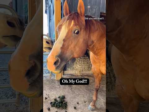 Horse vs. Other Animals:Who’s the Funniest?🥰#horse #farm #funnyhorse #funnypet #funnyanimal #funny