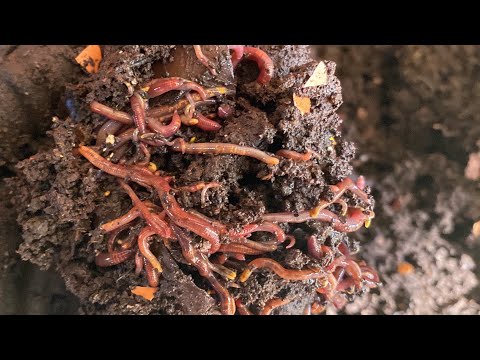 Composting with Craig Ep 183: Checking In on 2500+ Red Wigglers Vermicompost Bin