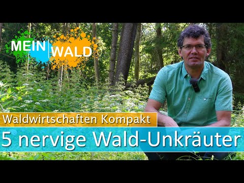 , title : 'Wald 🌿🌻 Top 5 der schlimmsten Unkräuter und was du dagegen tun kannst'