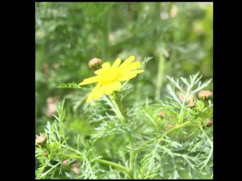 Ace Ventura - Spring Prog Mix 2011