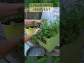 Harvesting Spearmint