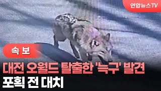 [속보] 대전 오월드 탈출한 '늑구' 발견... 포획 전 대치 상황 / 연합뉴스TV (YonhapnewsTV)