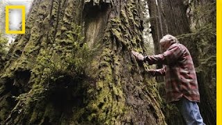 One Man’s Mission to Revive the Last Redwood Forests | Short Film Showcase